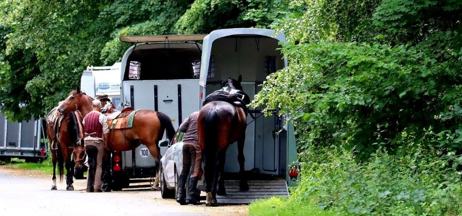 Sicherheit beim Transport von Pferden